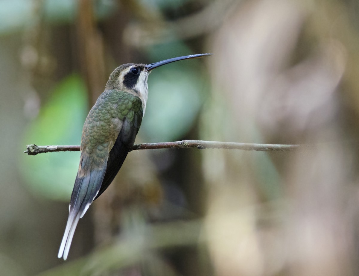 Pale-bellied Hermit - ML271252651