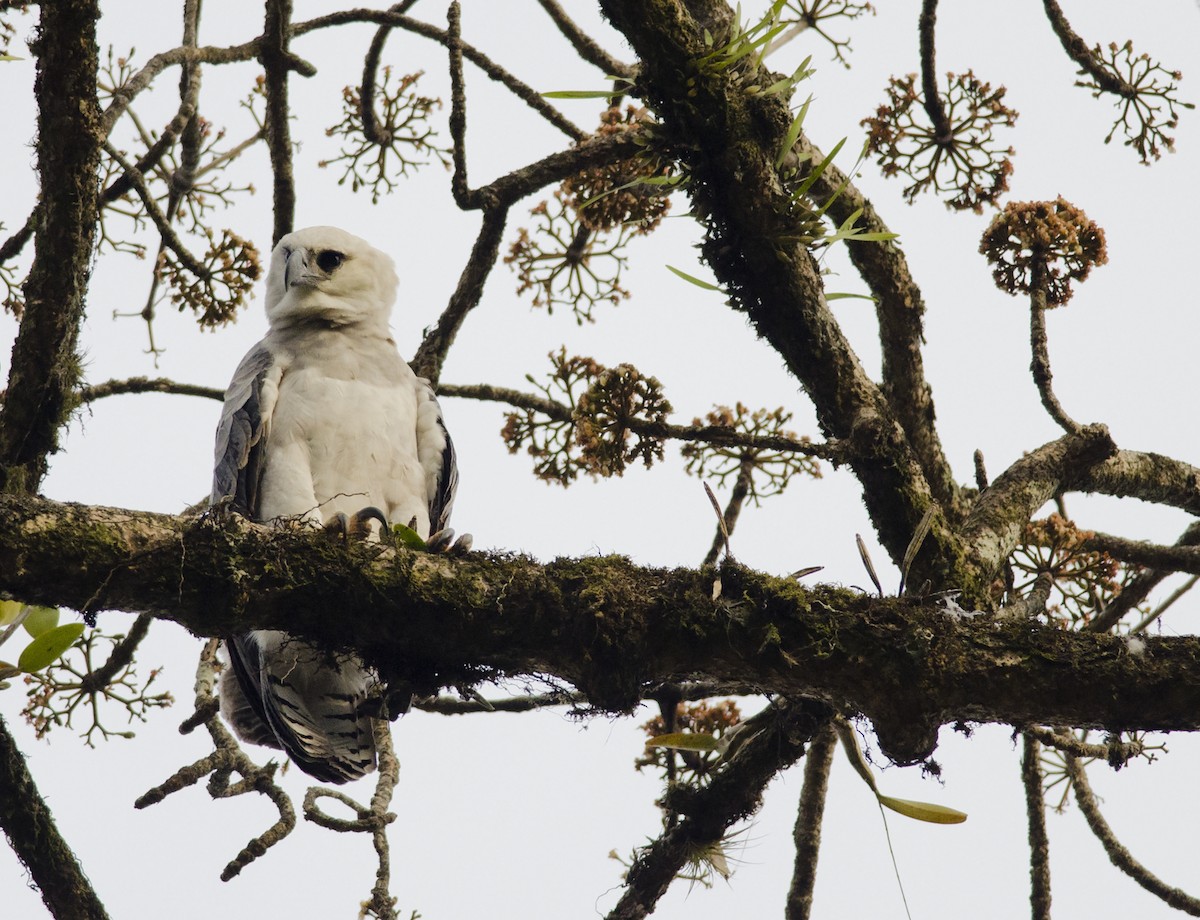 Harpy Eagle - ML271252751