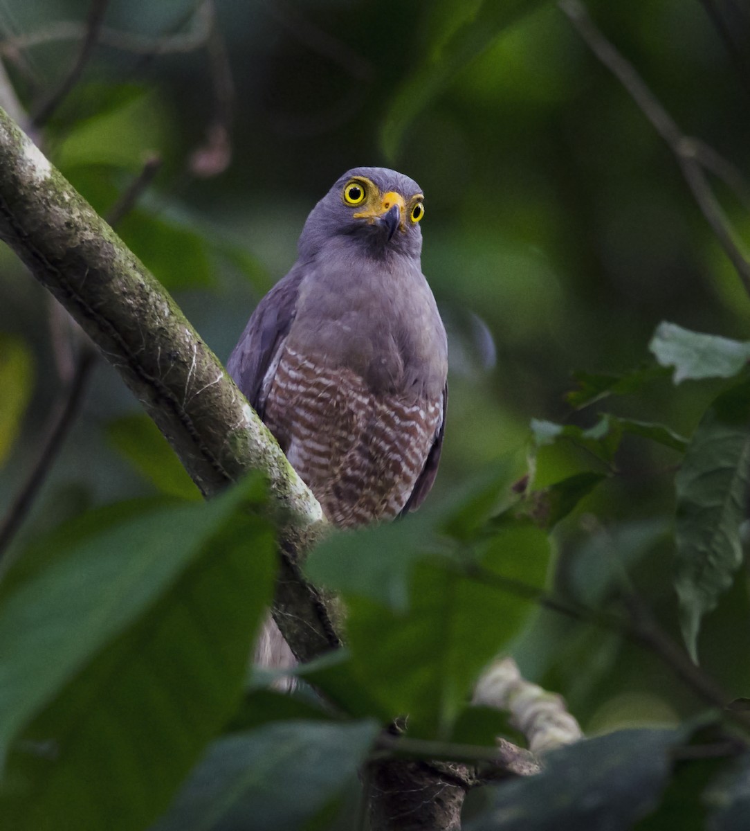 Roadside Hawk - ML271252831