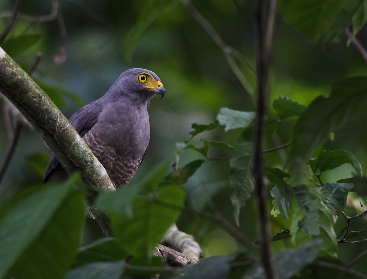 Roadside Hawk - ML271252851