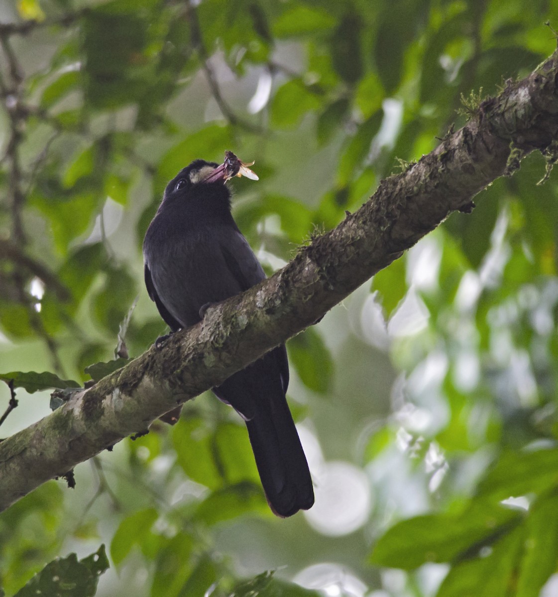 White-fronted Nunbird - ML271252911