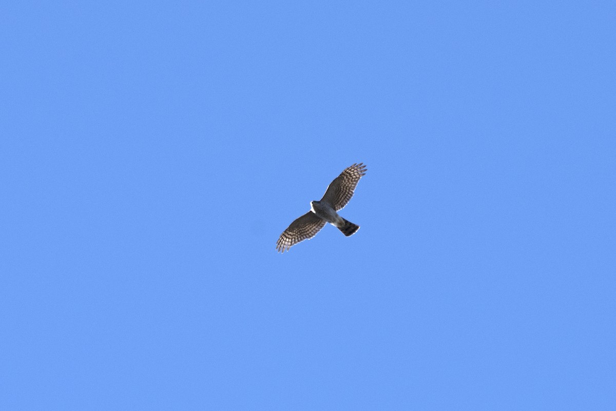 Eurasian Sparrowhawk - ML271254251