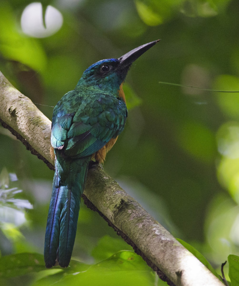 Great Jacamar - Joshua van der Meulen