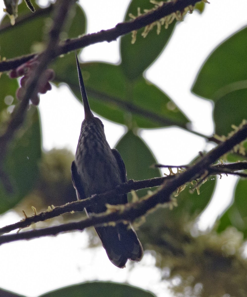 Tooth-billed Hummingbird - ML271254561