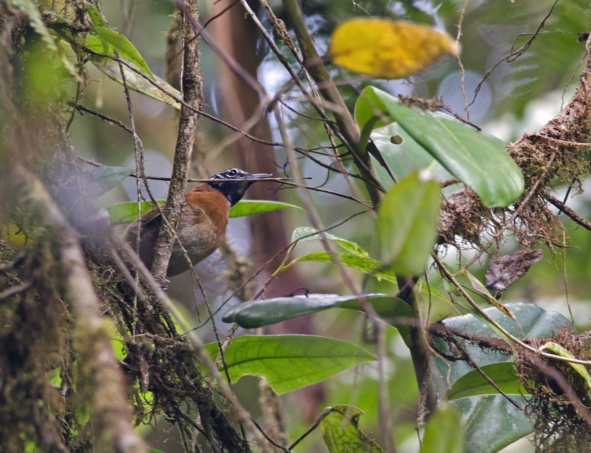 Sooty-headed Wren - ML271254821