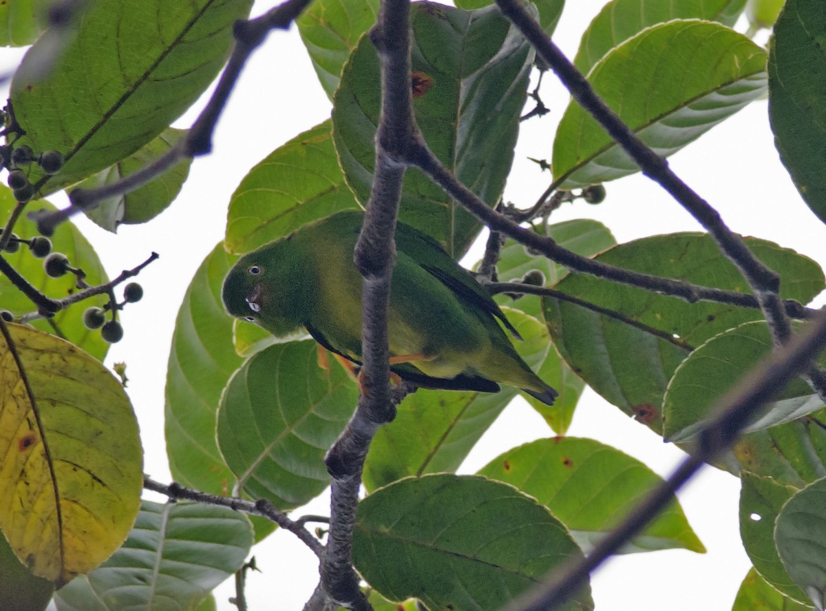 Yellow-collared Chlorophonia - ML271254861