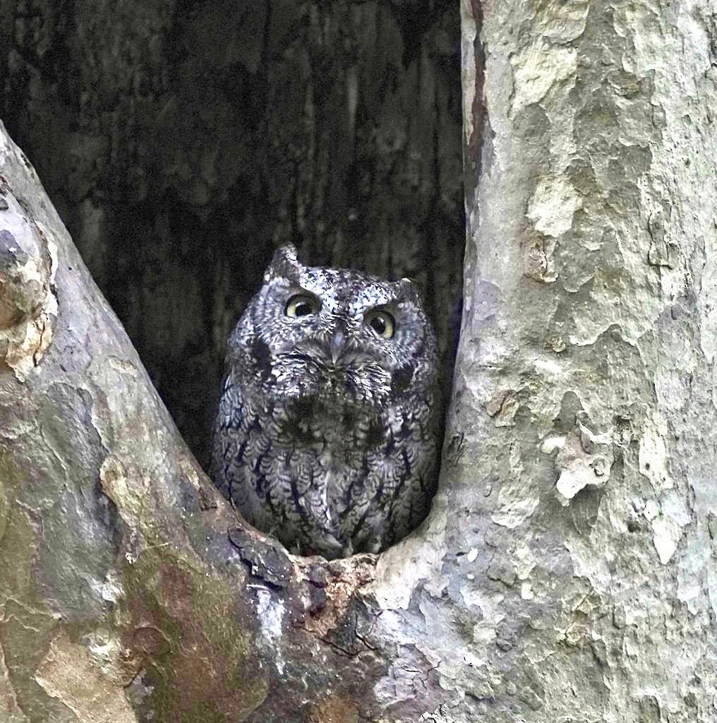Western Screech-Owl - ML271254951