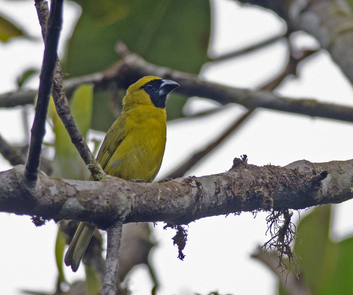 Yellow-green Grosbeak - ML271255011