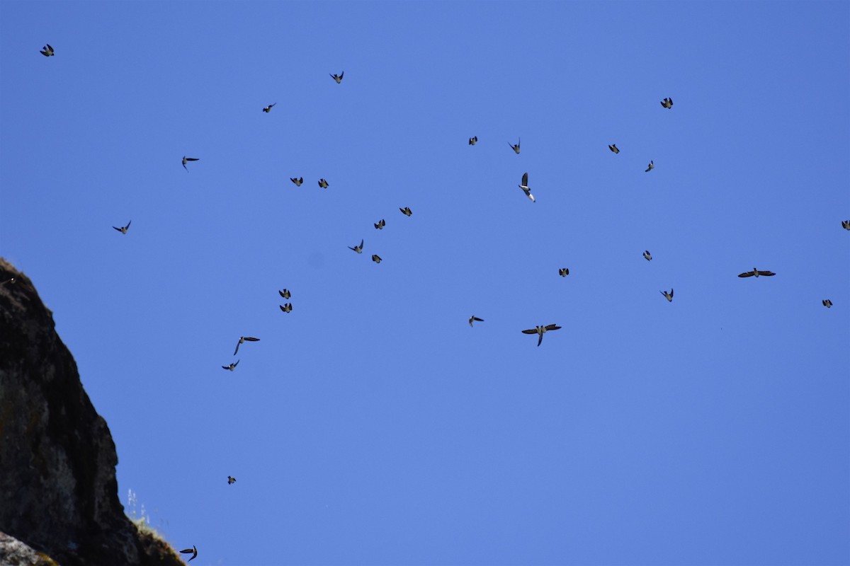 Cliff Swallow - ML27125581