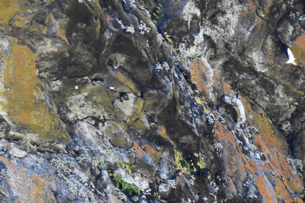 Cliff Swallow - ML27125601