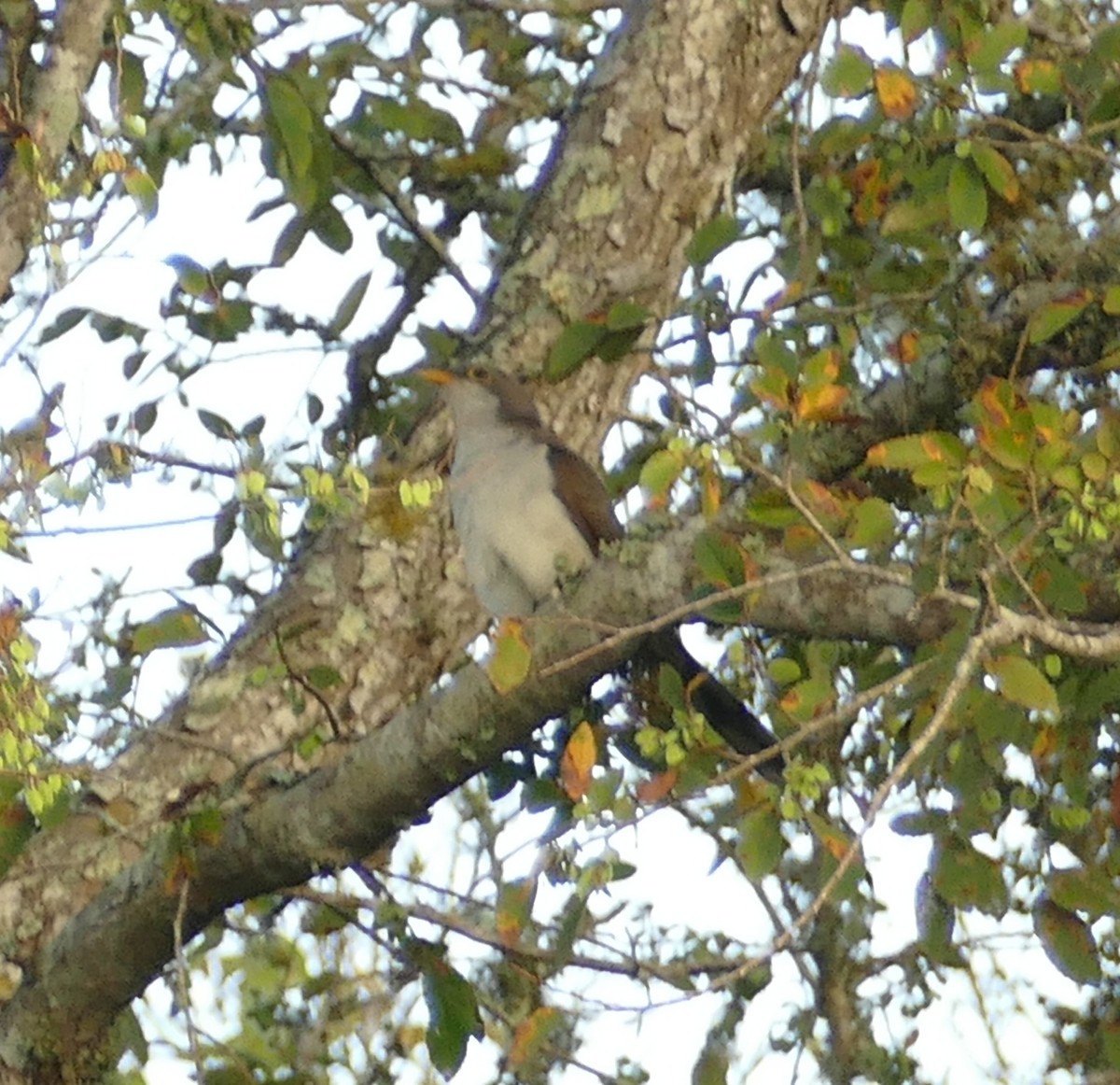 Yellow-billed Cuckoo - ML271256071