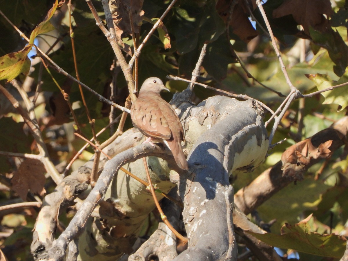 Ruddy Ground Dove - Stephanie Stragier