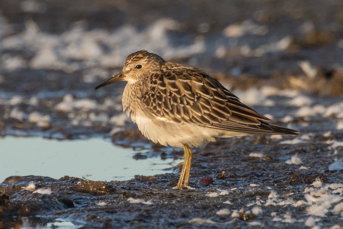 Pectoral Sandpiper - Roger Adamson