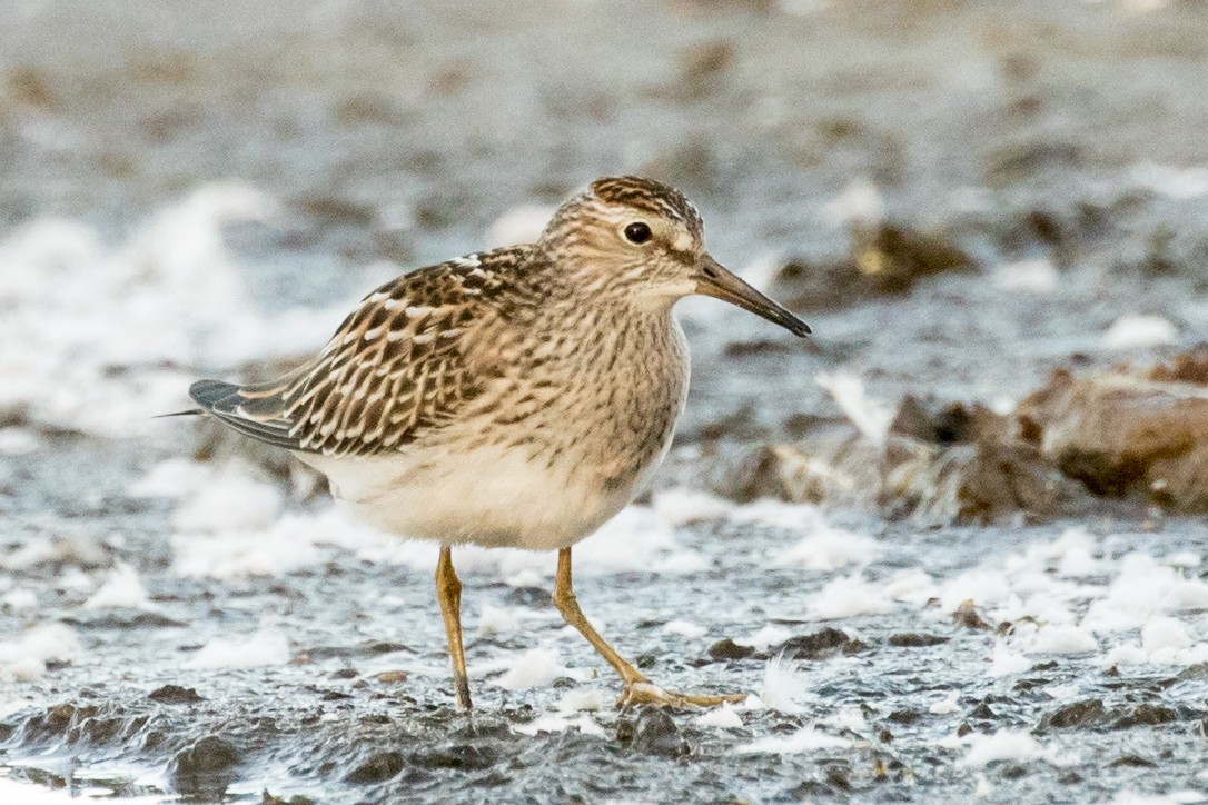 Pectoral Sandpiper - Roger Adamson