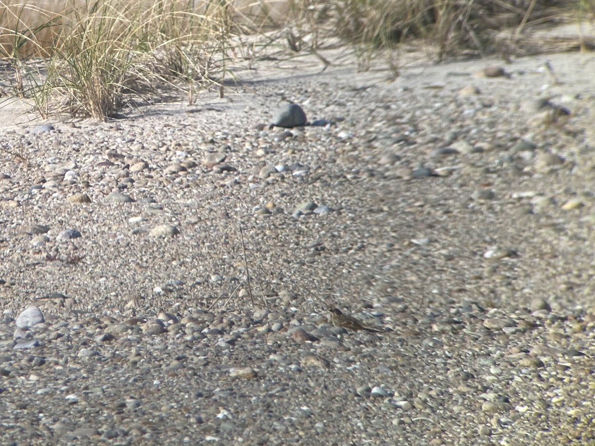 Lapland Longspur - Peter Crosson