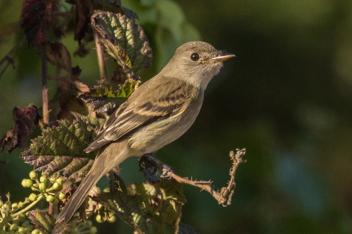 Willow Flycatcher - ML271258791