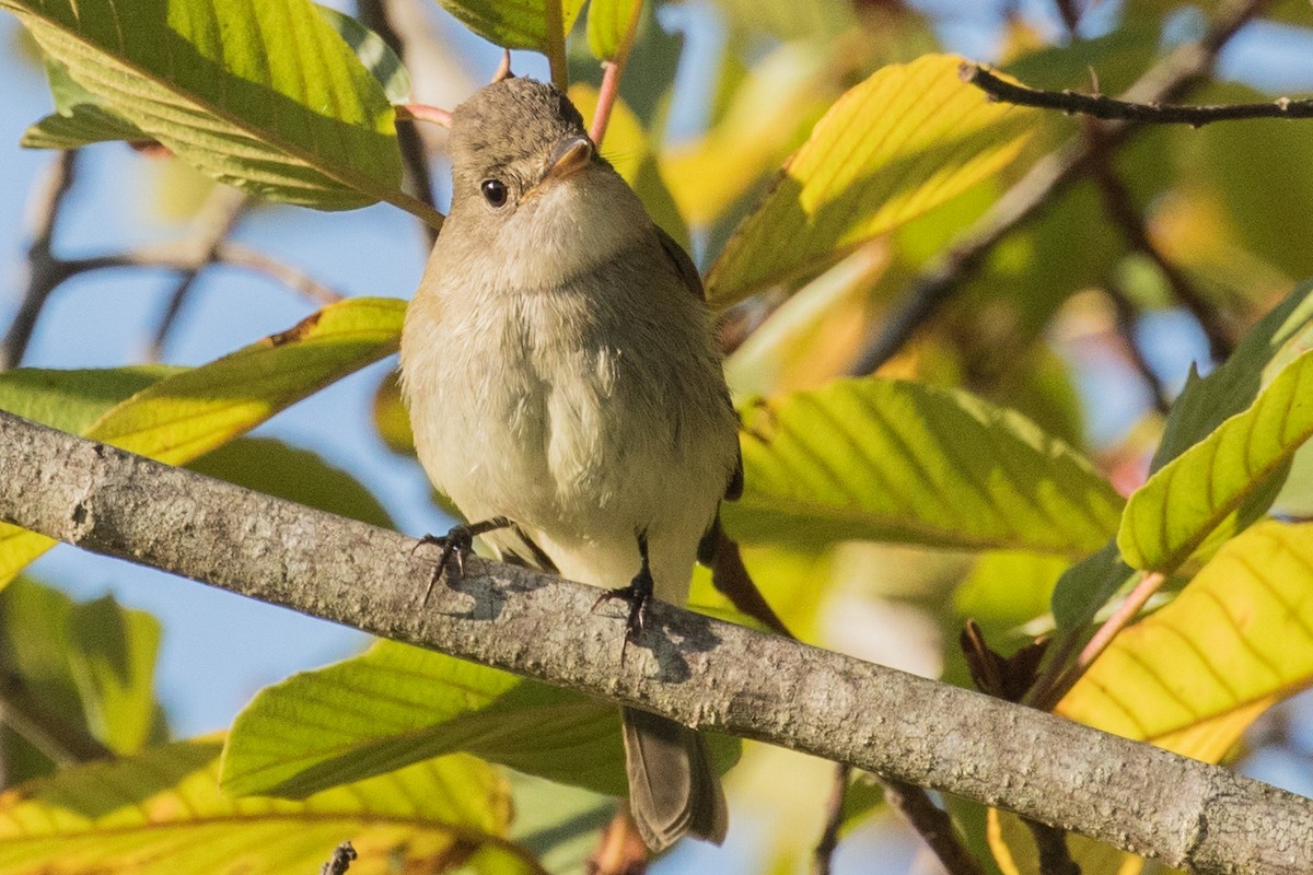 Willow Flycatcher - ML271258841