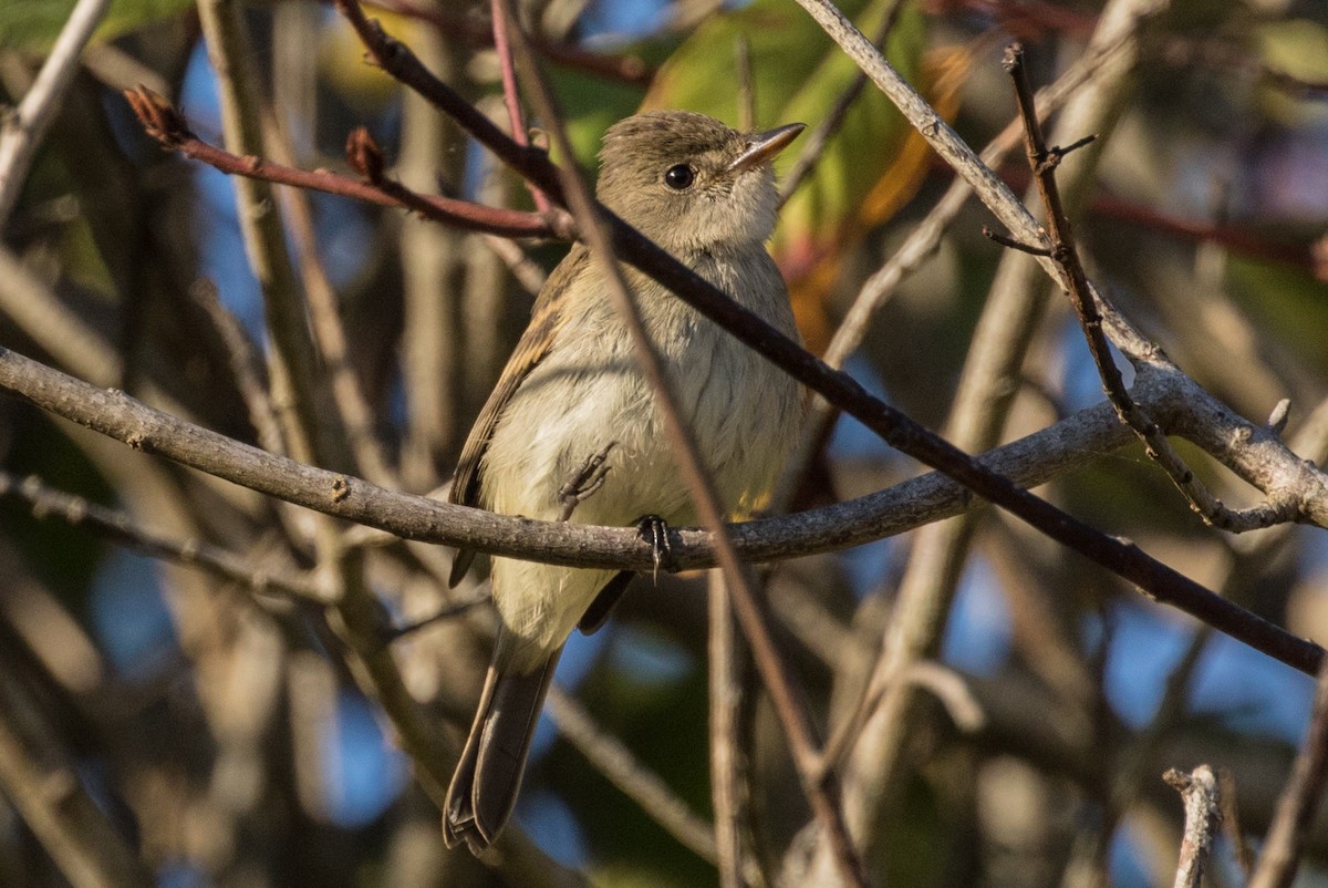 Willow Flycatcher - ML271258891