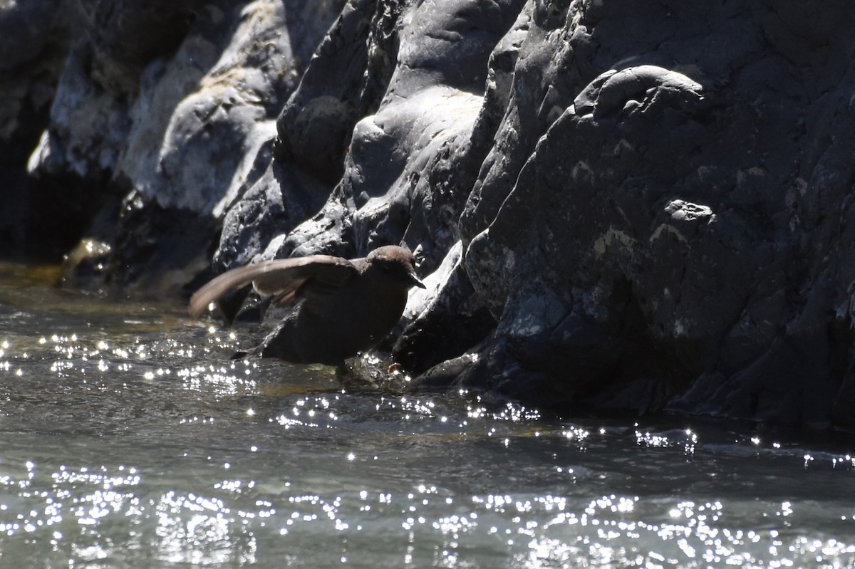 American Dipper - ML27125951