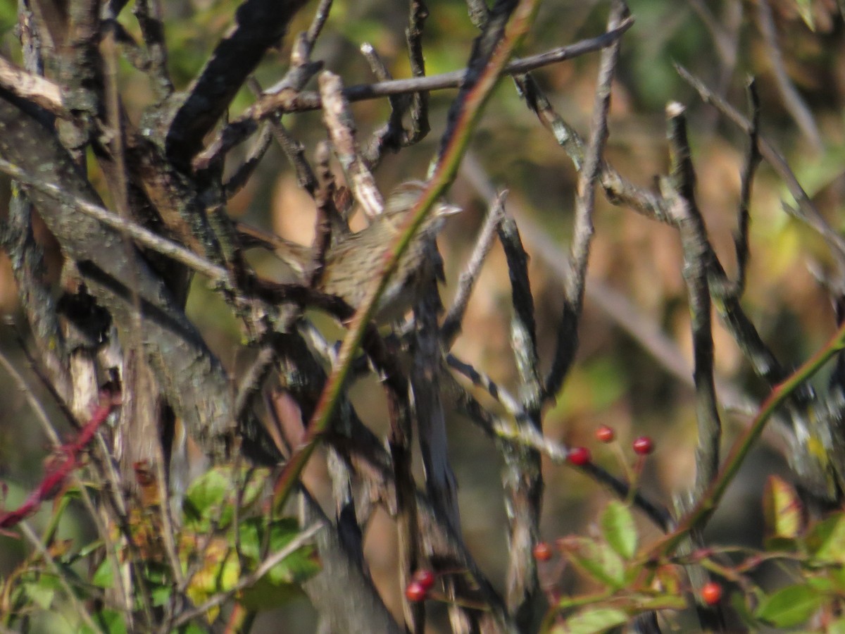 Lincoln's Sparrow - ML271260391