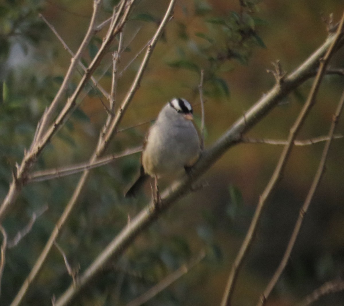 White-crowned Sparrow - ML271262031
