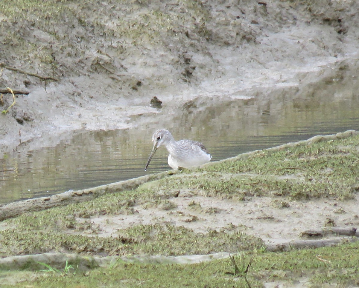 Greater Yellowlegs - ML271262051