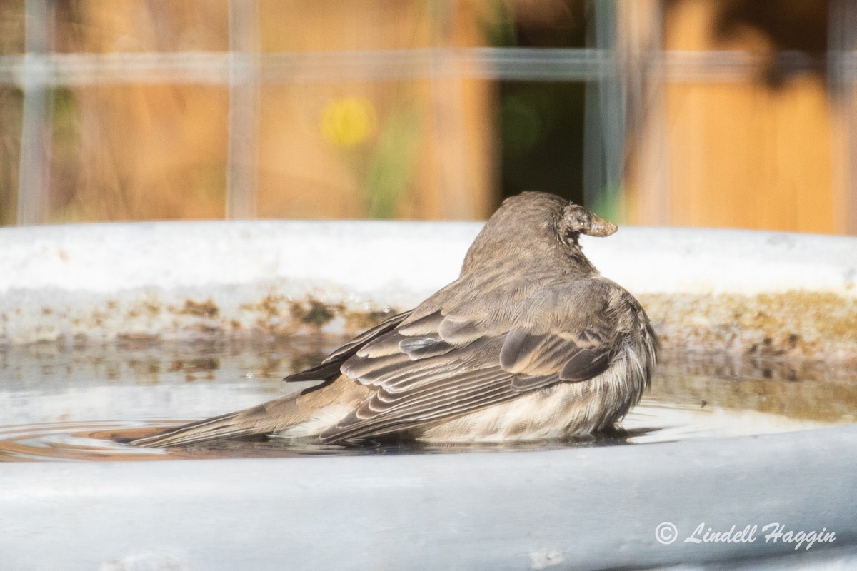 House Finch - ML271263961