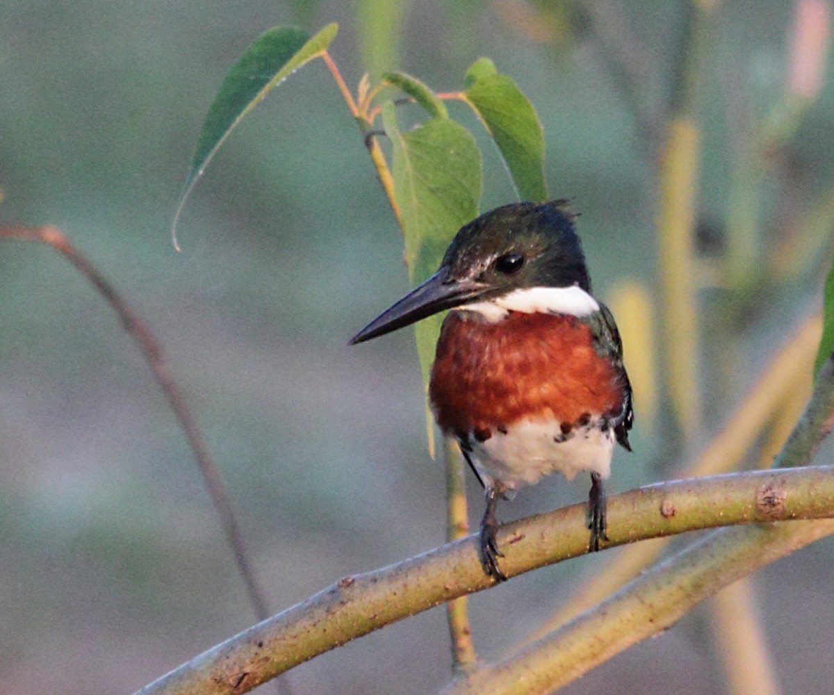 Green Kingfisher - ML271267421