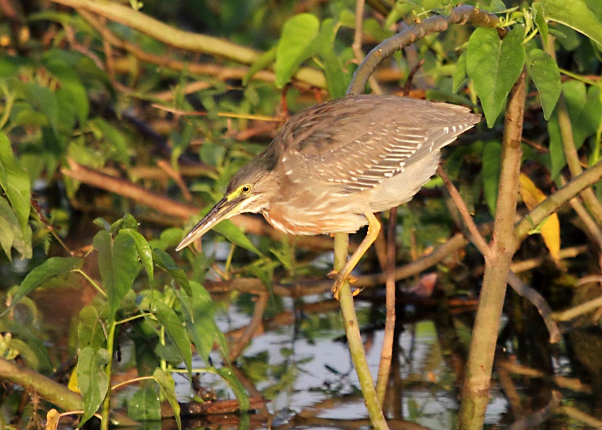 Striated Heron - Myles McNally