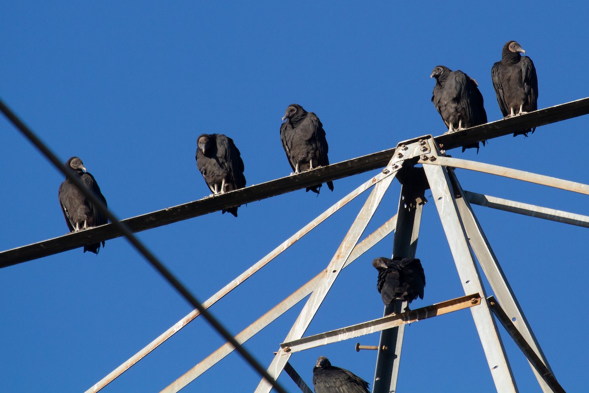 Black Vulture - ML271268521