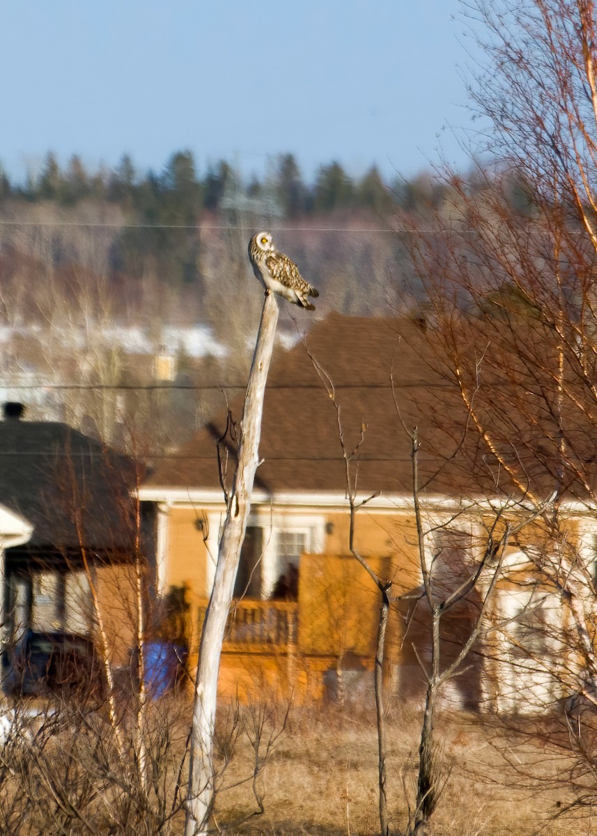 Short-eared Owl - ML271269321