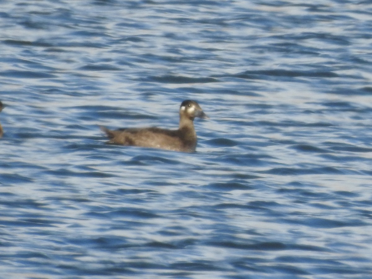 Surf Scoter - ML271269331