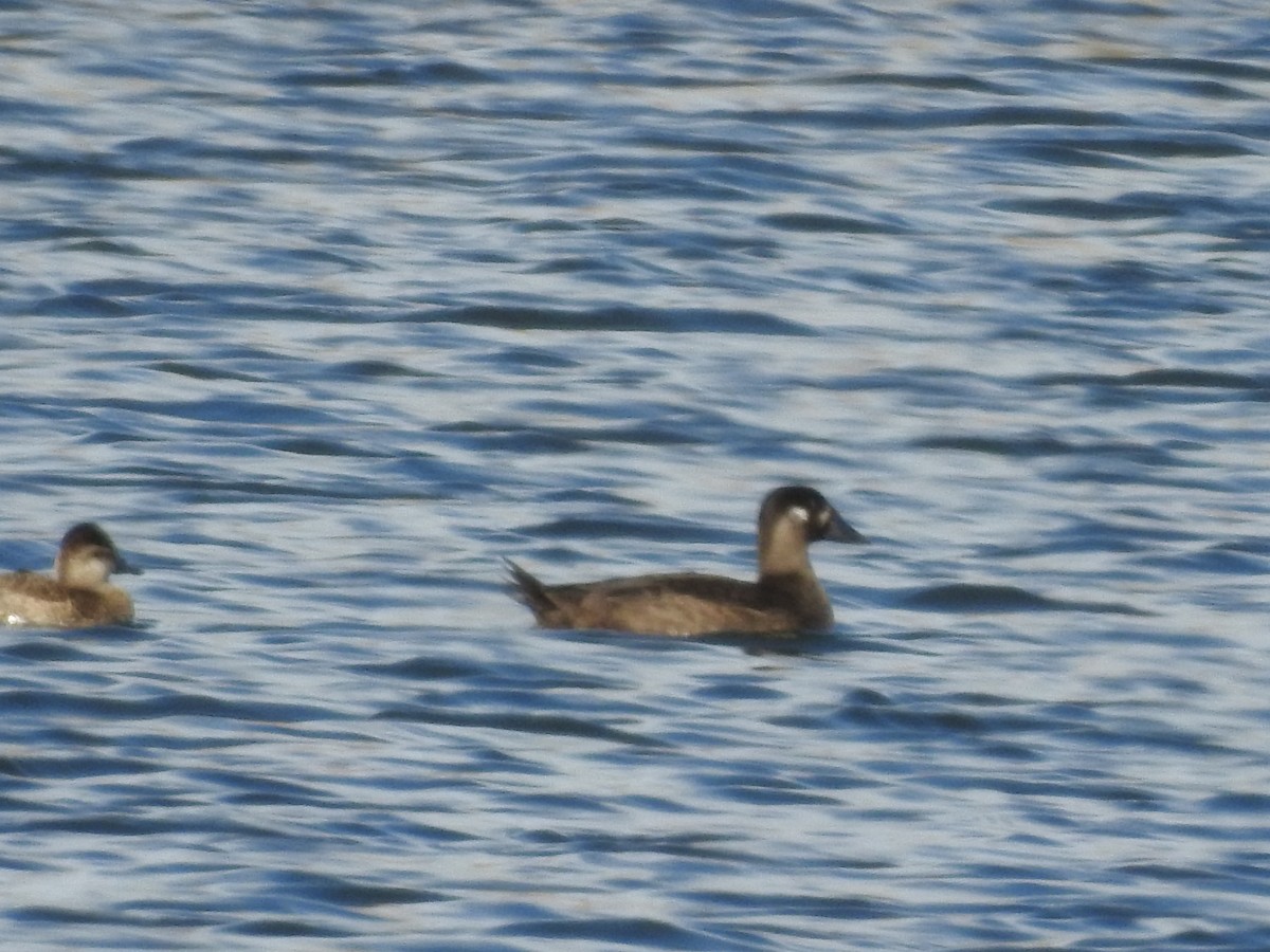 Surf Scoter - ML271269361