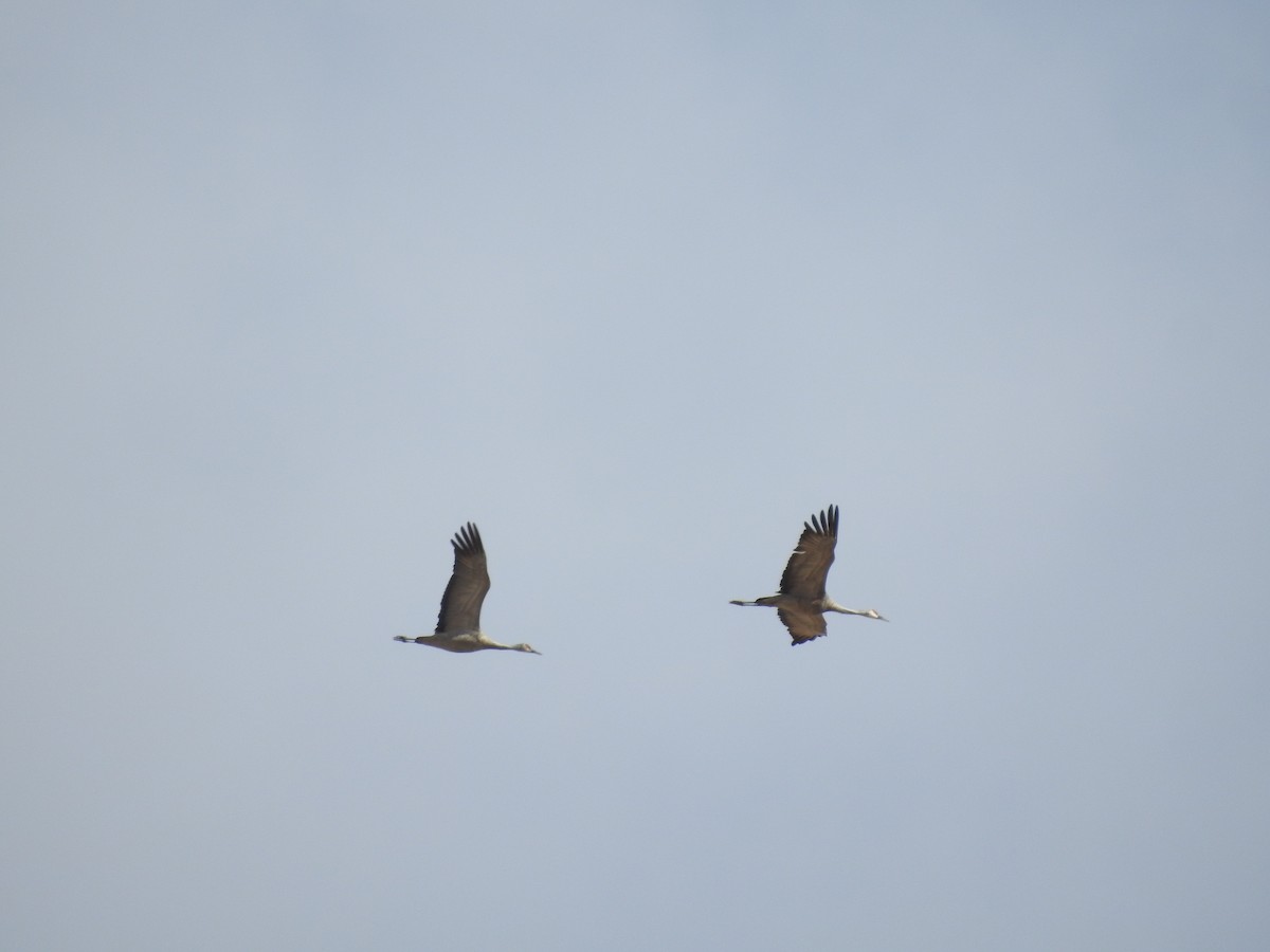 Sandhill Crane - ML271269531