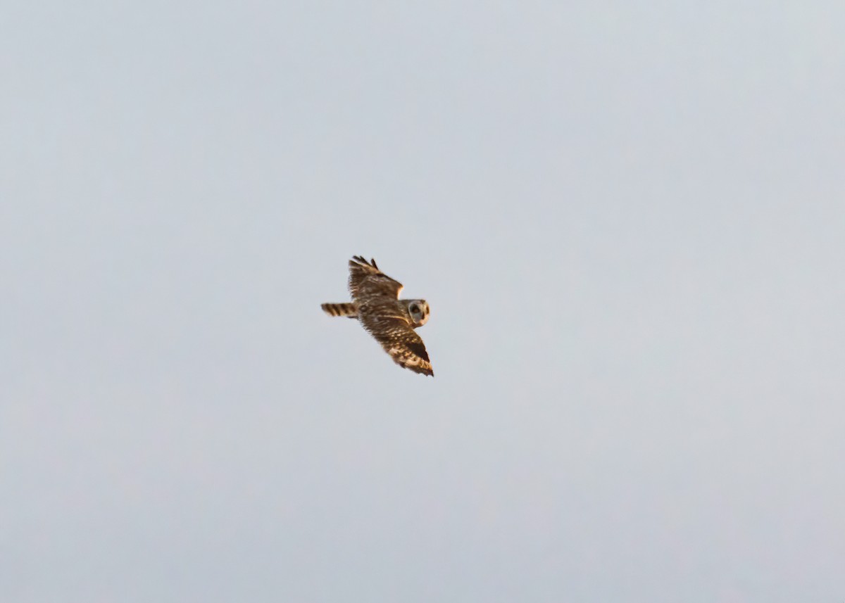 Short-eared Owl - ML271269541