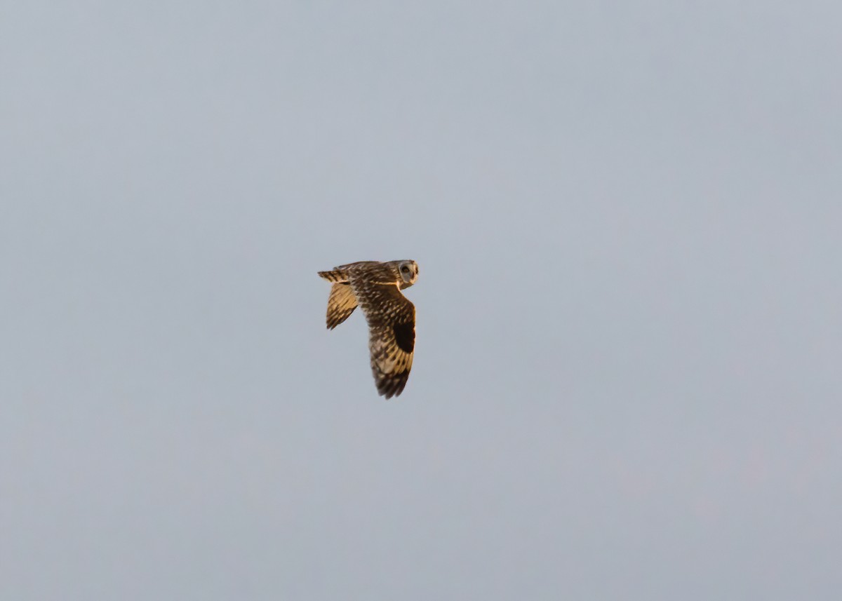 Short-eared Owl - ML271269601