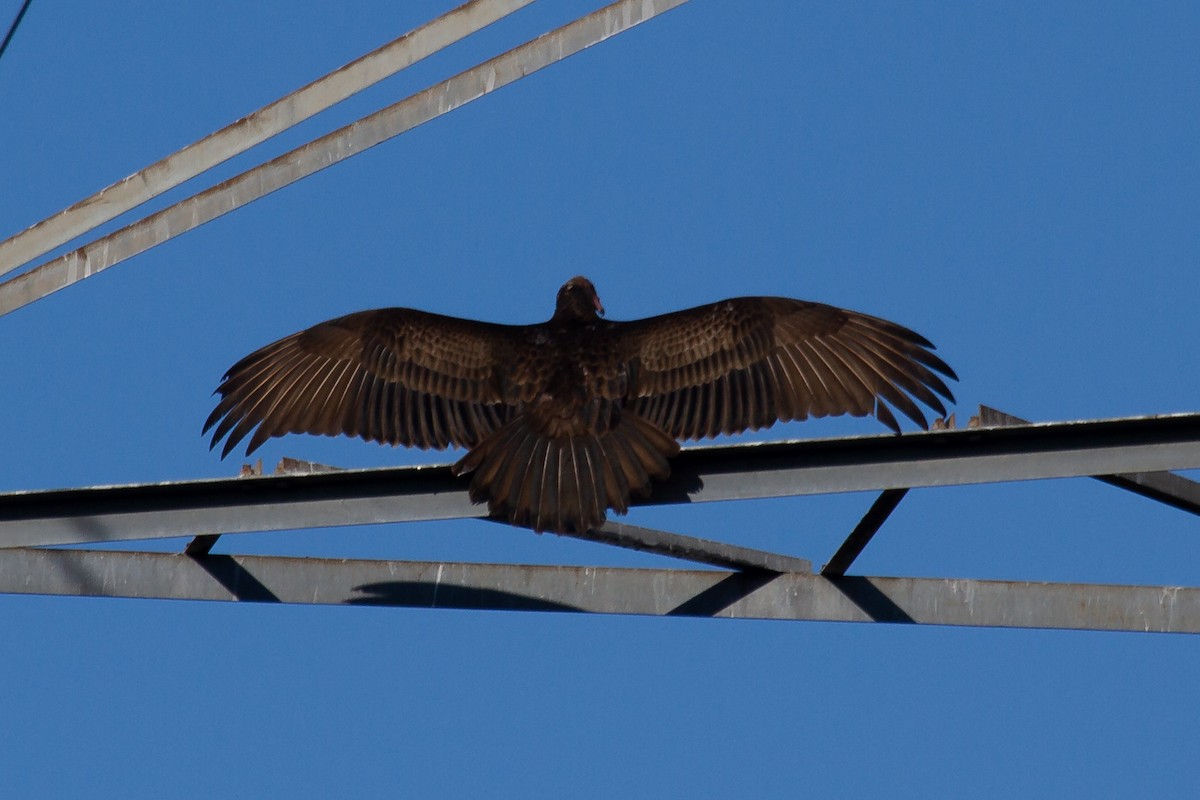 Turkey Vulture - ML271270841
