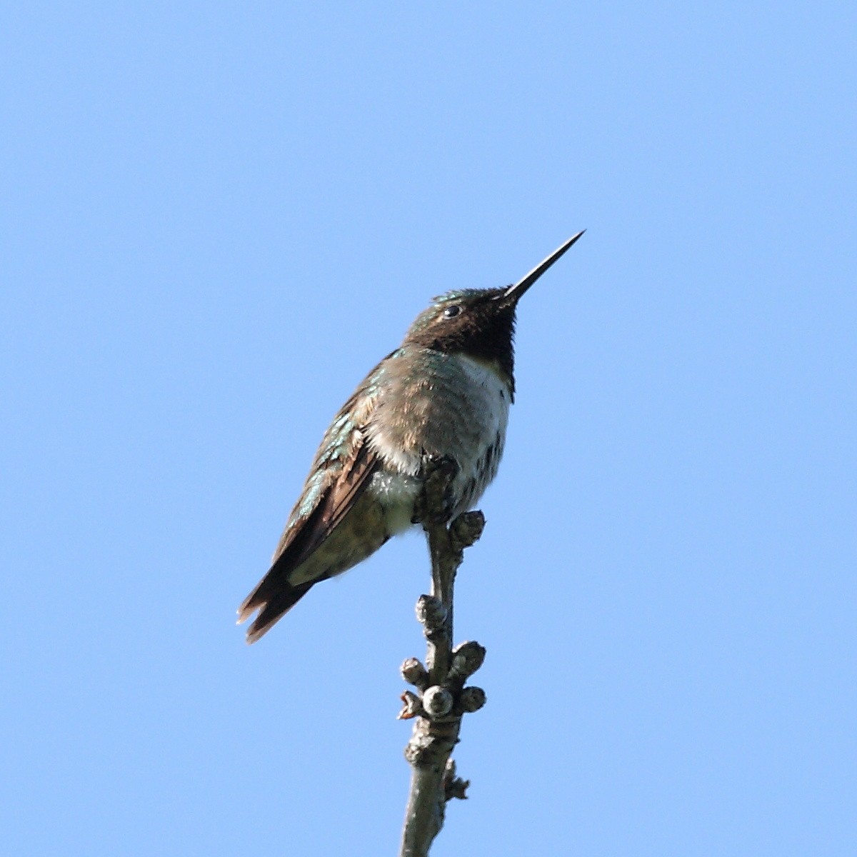 Ruby-throated Hummingbird - Dave Spier