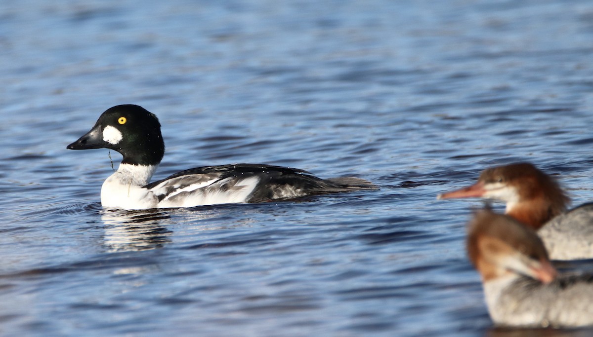 Common Goldeneye - ML271272181