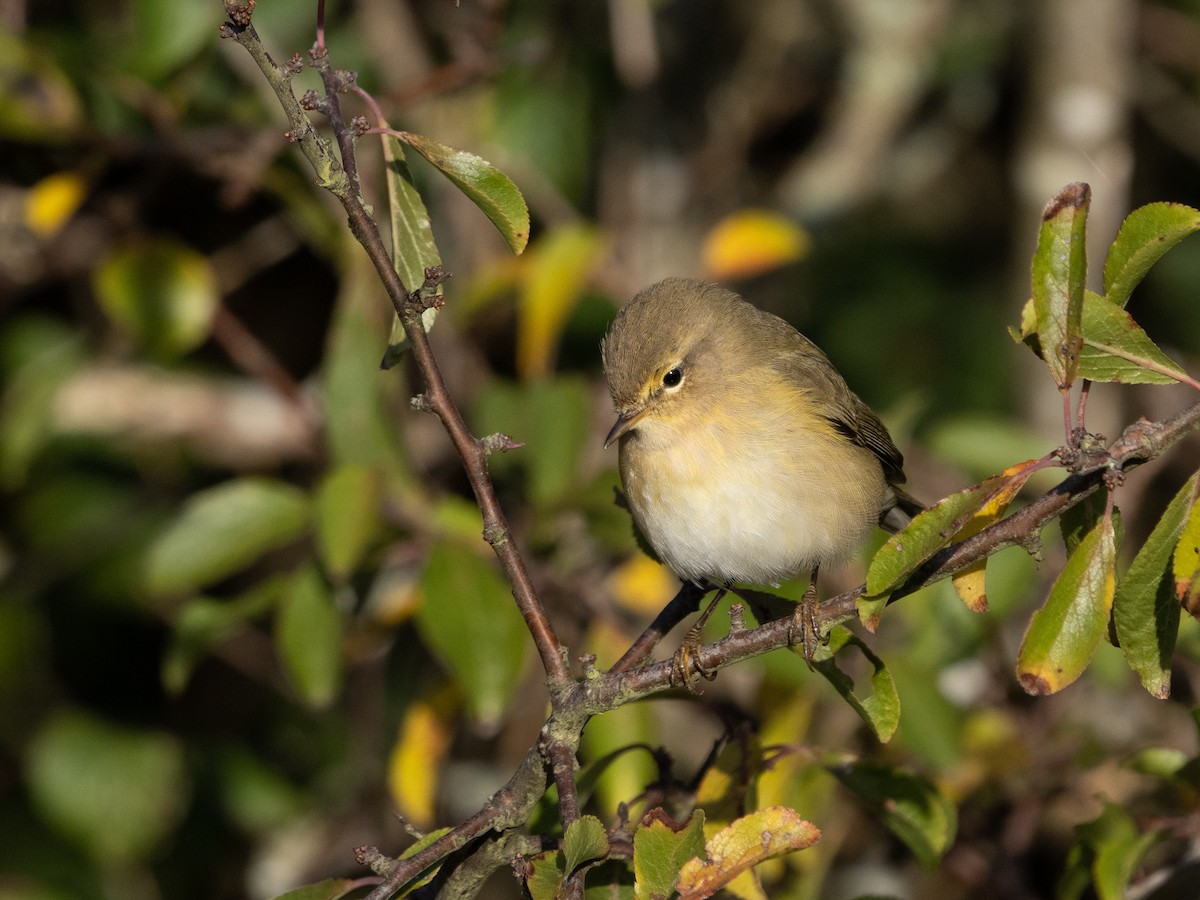 Common Chiffchaff - ML271275951