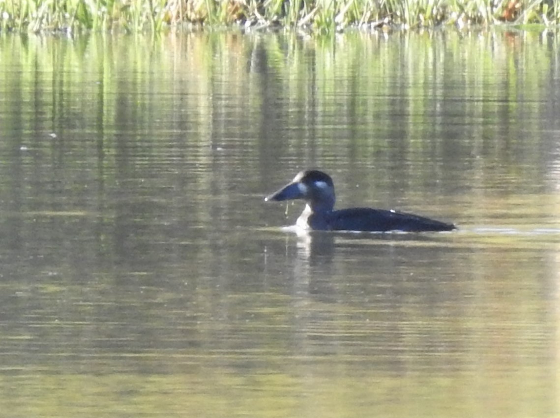 Surf Scoter - ML271277931