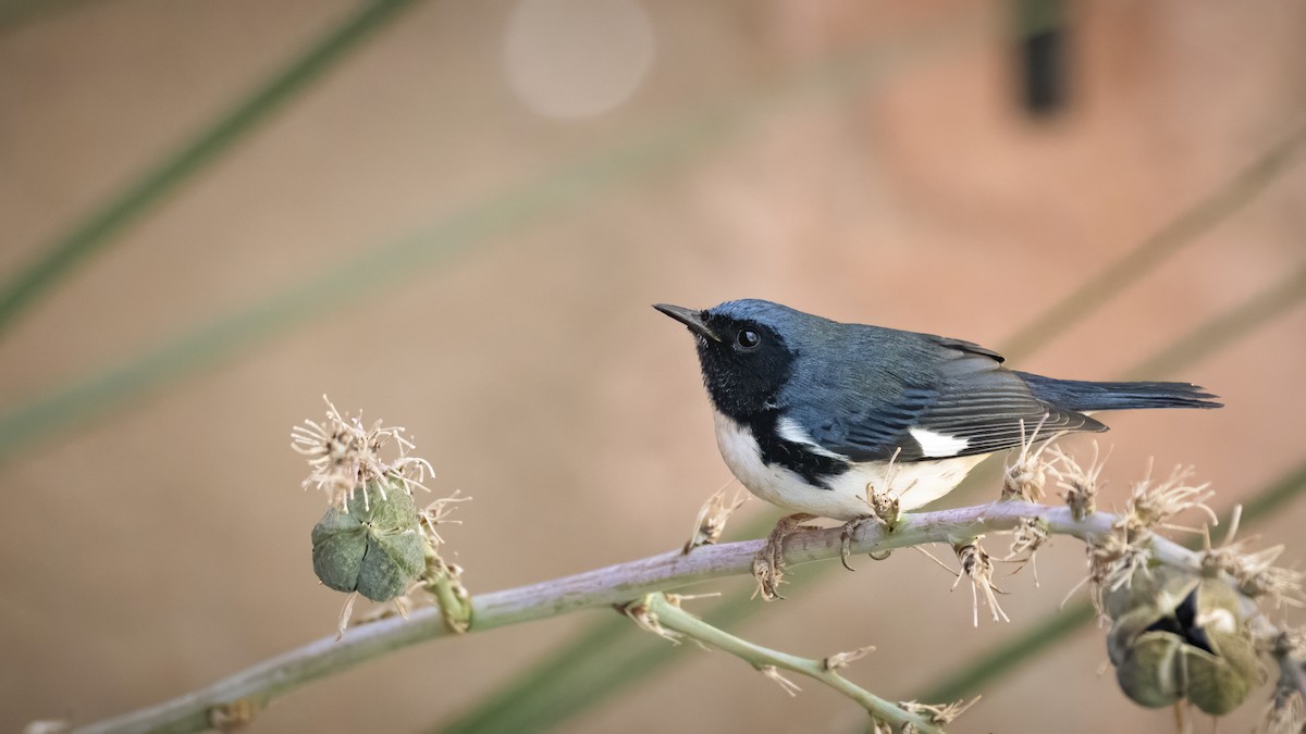 Black-throated Blue Warbler - ML271281071