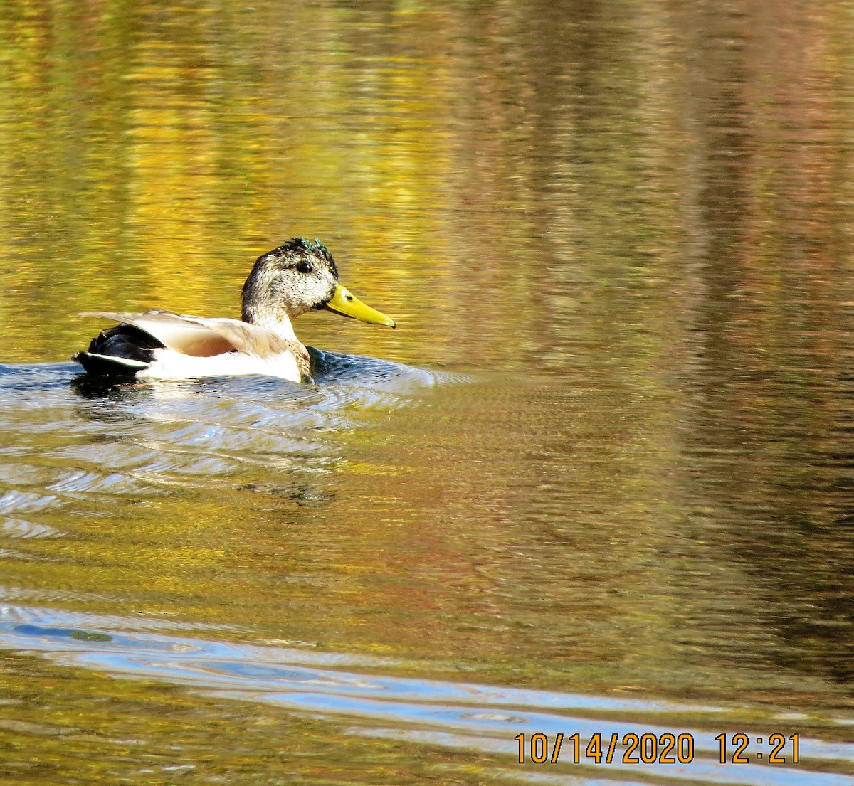 Mallard - ML271281971