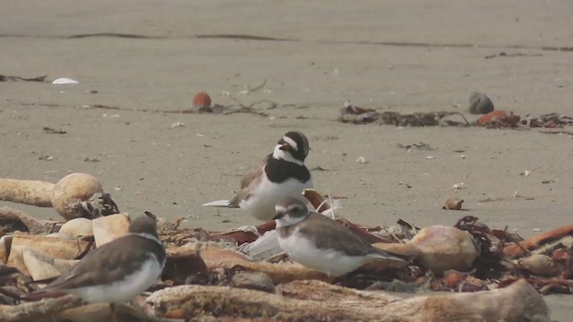 Common Ringed Plover - ML271282781
