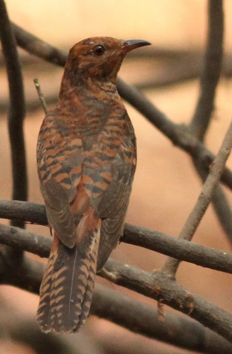 Gray-bellied Cuckoo - Vikas Madhav Nagarajan