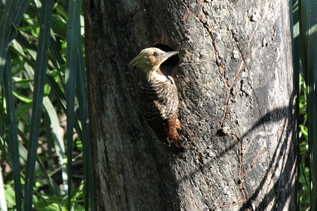 Pale-crested Woodpecker - ML271284381