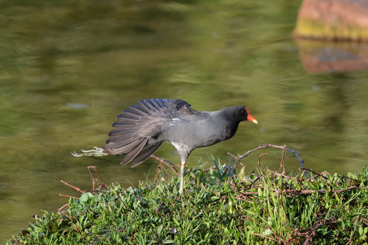 Common Gallinule - Claudio Andrés Niedojadlo