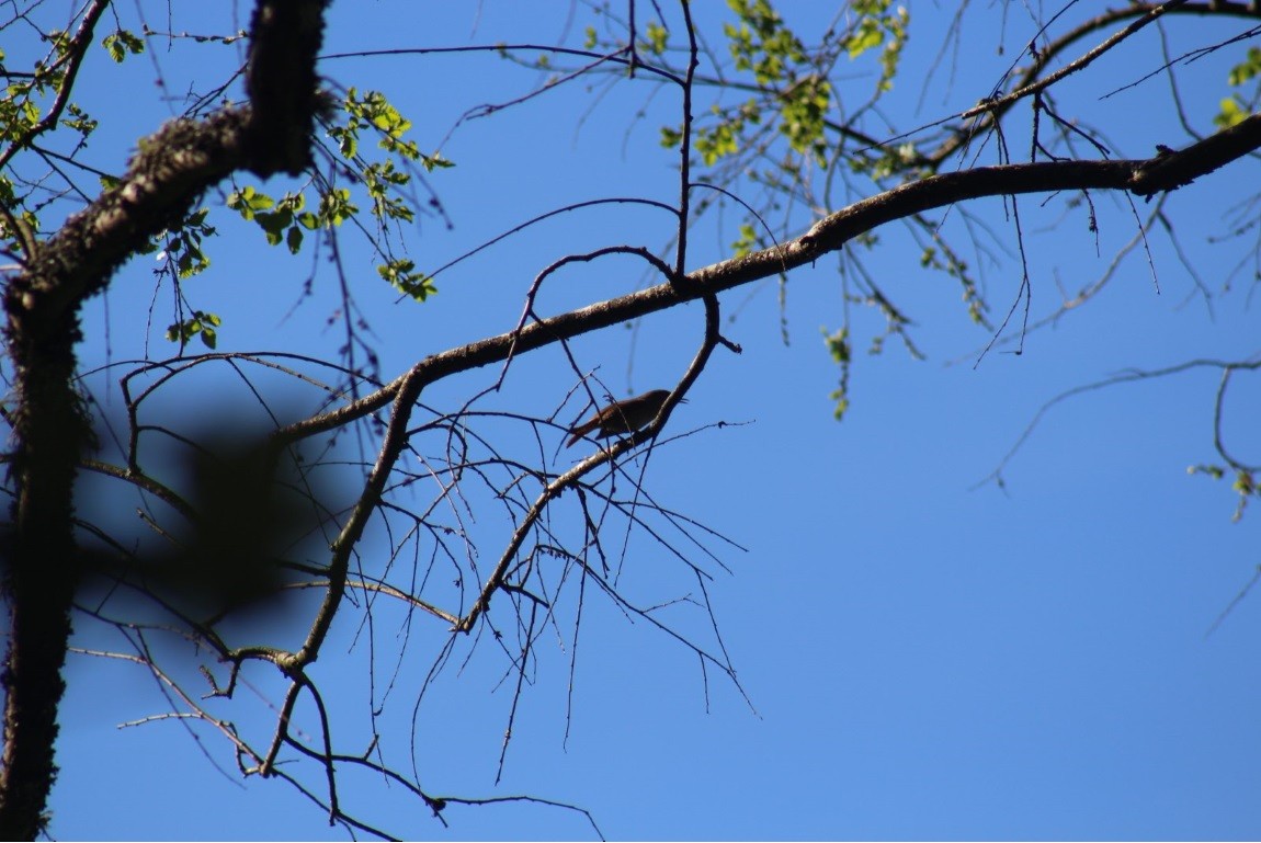 House Wren - ML271286681