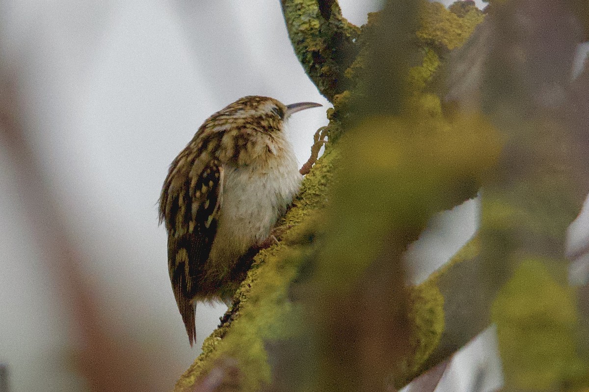 Short-toed Treecreeper - Gary Stewart