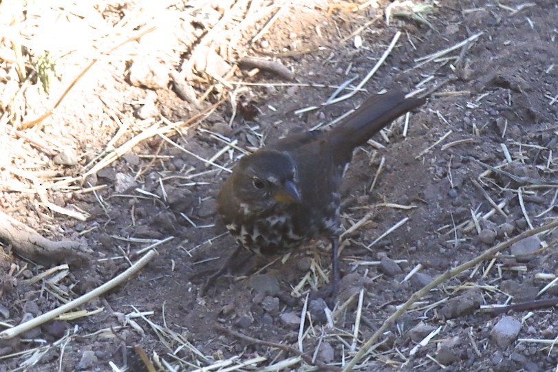 Fox Sparrow - ML271289911